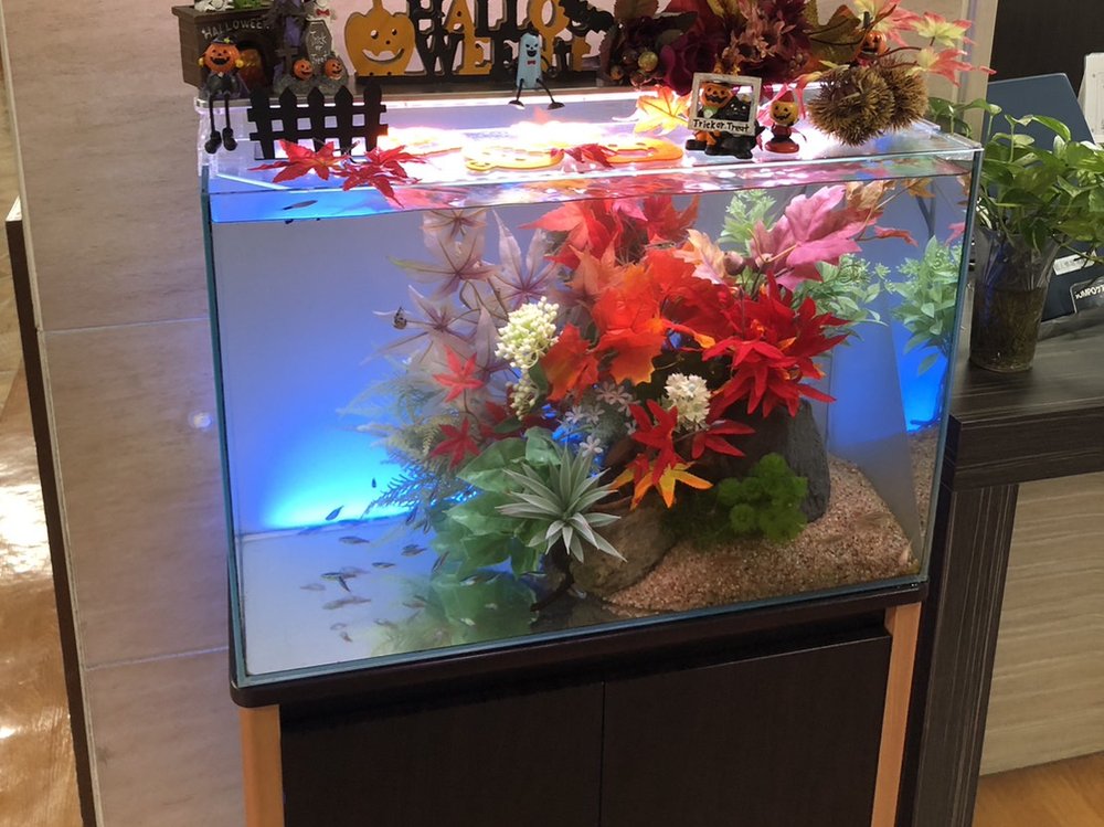 埼玉県・大宮の介護施設に設置した60cm淡水水槽。季節の装飾と青いLEDで彩られたレンタルアクアリウム