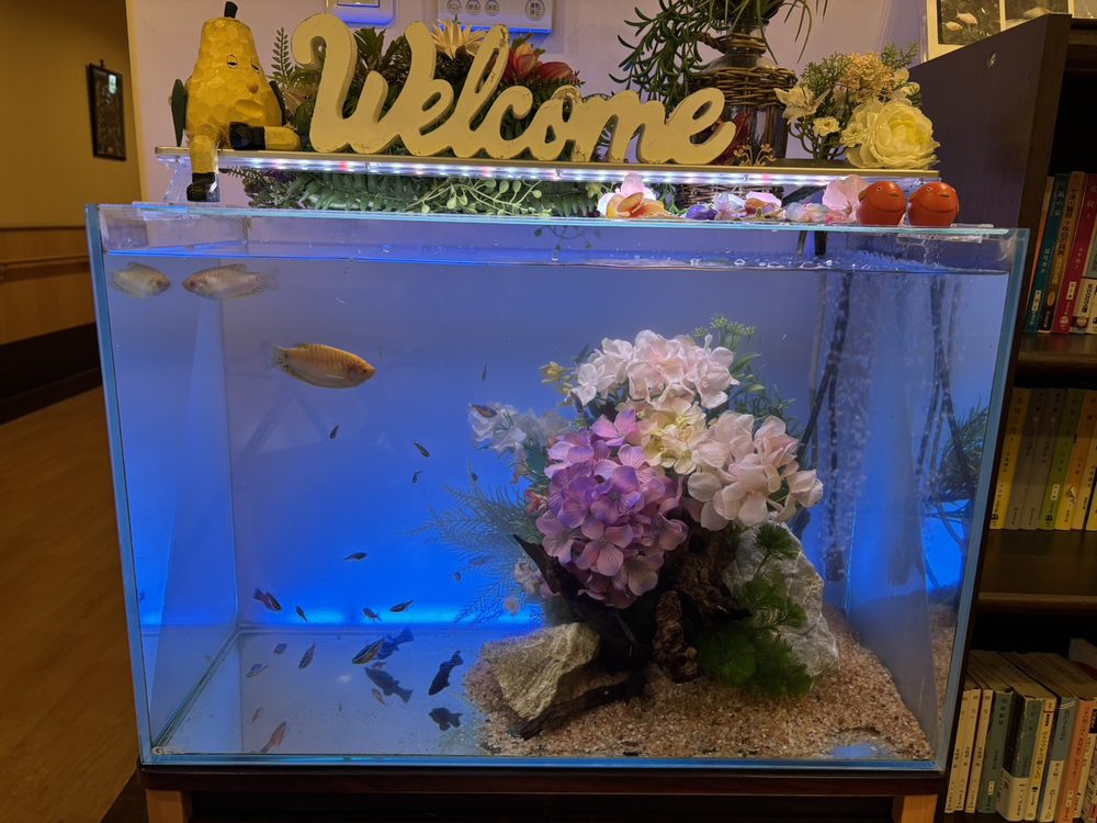 水槽内を泳ぐ熱帯魚のアップ。色とりどりの淡水魚と水草のレイアウト